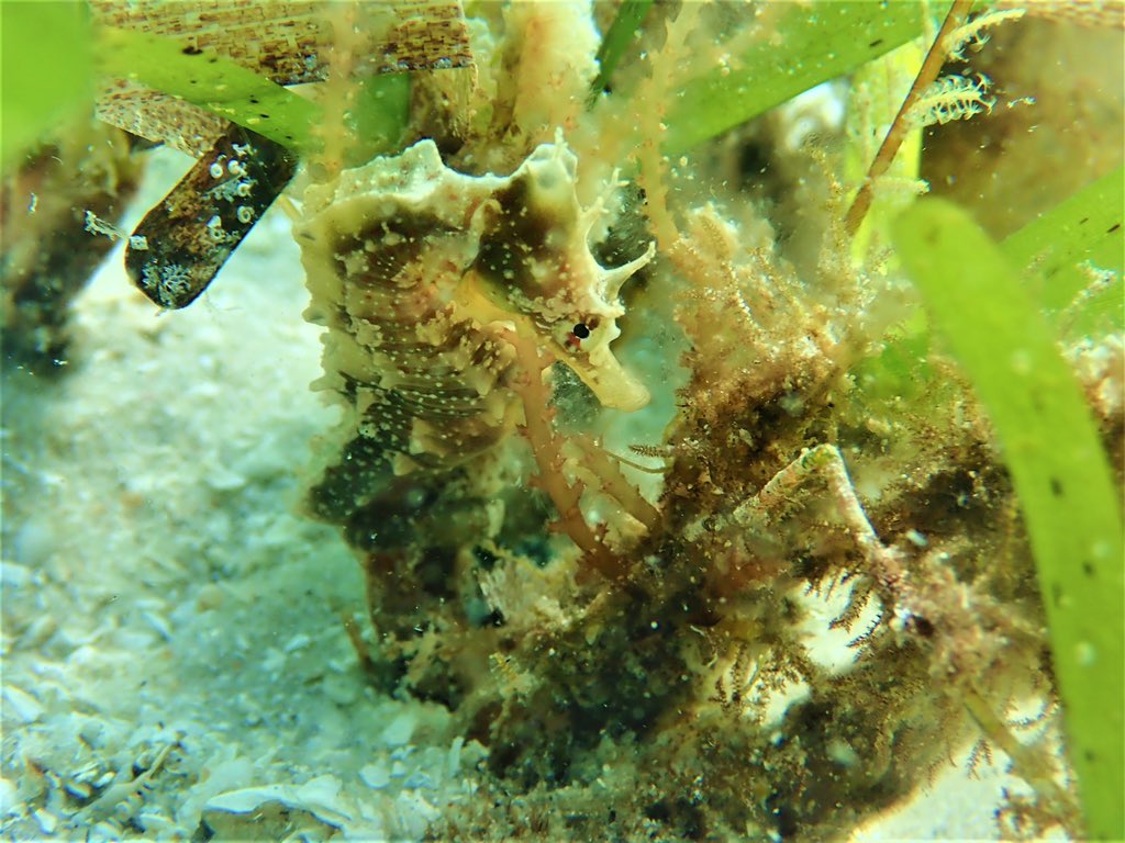ClaassensLouw's tweet photo. World, meet H. Camelopardalis (Giraffe #seahorse ) - a #datadeficient #seahorse species found on the east coast of #Africa . So great being able to learn more about this species - generating info needed for #conservation actions! #everyspeciescoints #speciesconservation https://t.co/4aRI450cXE