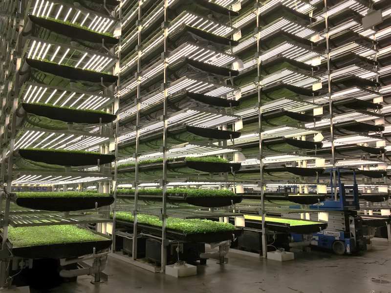 Ottime prospettive per la coltivazione tecnologica a spazio ridotto - quella delle vertical farm - per le quali si prevede una crescita a doppia cifra nei prossimi anni che inizia a raccogliere l'attenzione dei grandi player del settore retail greenplanner.it/2019/12/11/ver…