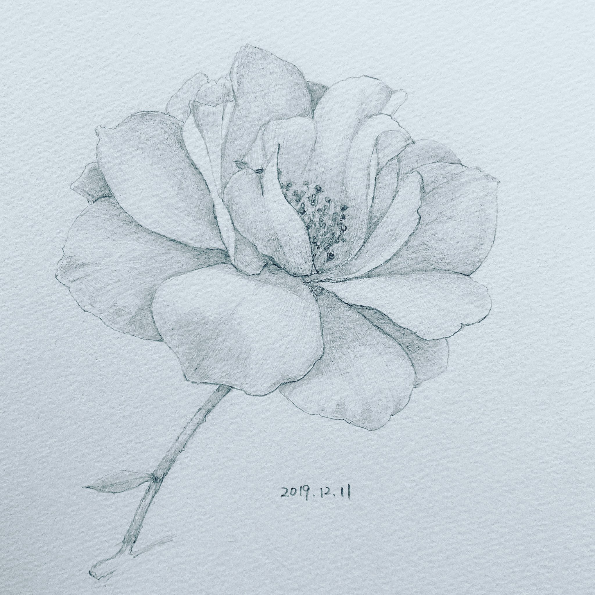 黒紅 お絵描きアカ Sur Twitter 白い花を白く見えるように描くのってやっぱり難しくない デッサン イラスト お絵かき 絵 Drawing Sketching Dessin 薔薇 バラ アルバローズ Rose Albarosa Albarose 花の絵 Flower お絵かき好きさんと繋がりたい