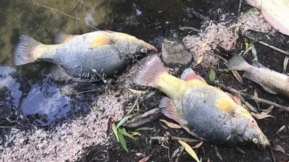 VE_science's tweet photo. Warm air can hold more water, but warm water holds less air. Warm water molecules move more.  This excess movement allows dissolved oxygen to escape. Fish need an O2 concentration of 5mg/L. Warm temperatures and algal decomposition can create hypoxic waters that suffocate fish. https://t.co/lqrHQJr7NG