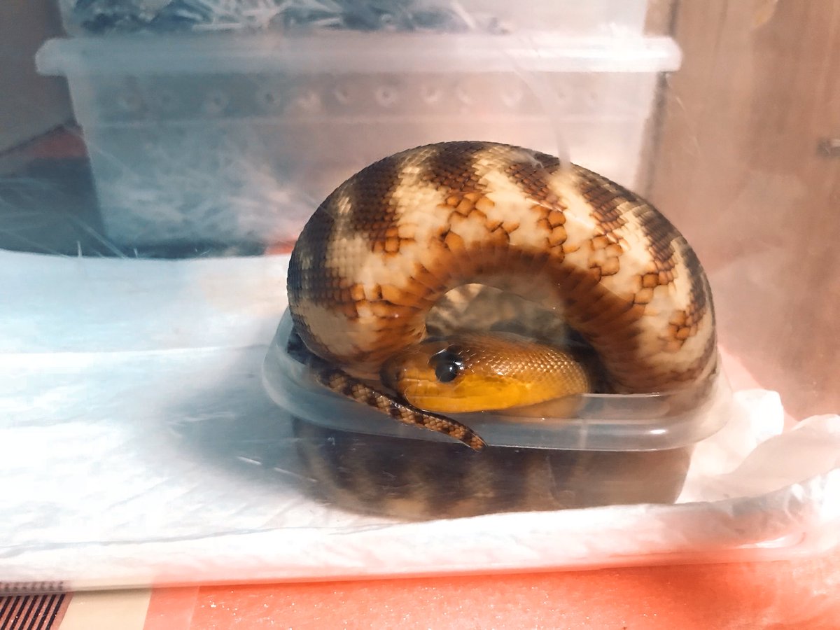 ウォマ Twitter Search Twitter