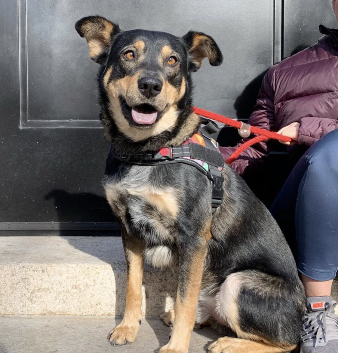 flycarepod's tweet photo. As we get closer to Christmas and knowing so many pups need loving homes, we hope to bring to attention to just how great these wonderful dogs are and help in the search for their forever family! Here we have sweet Hank, who's 100% rescue special! 
Image credits: @socialteesnyc https://t.co/X7ZtMr0wtD