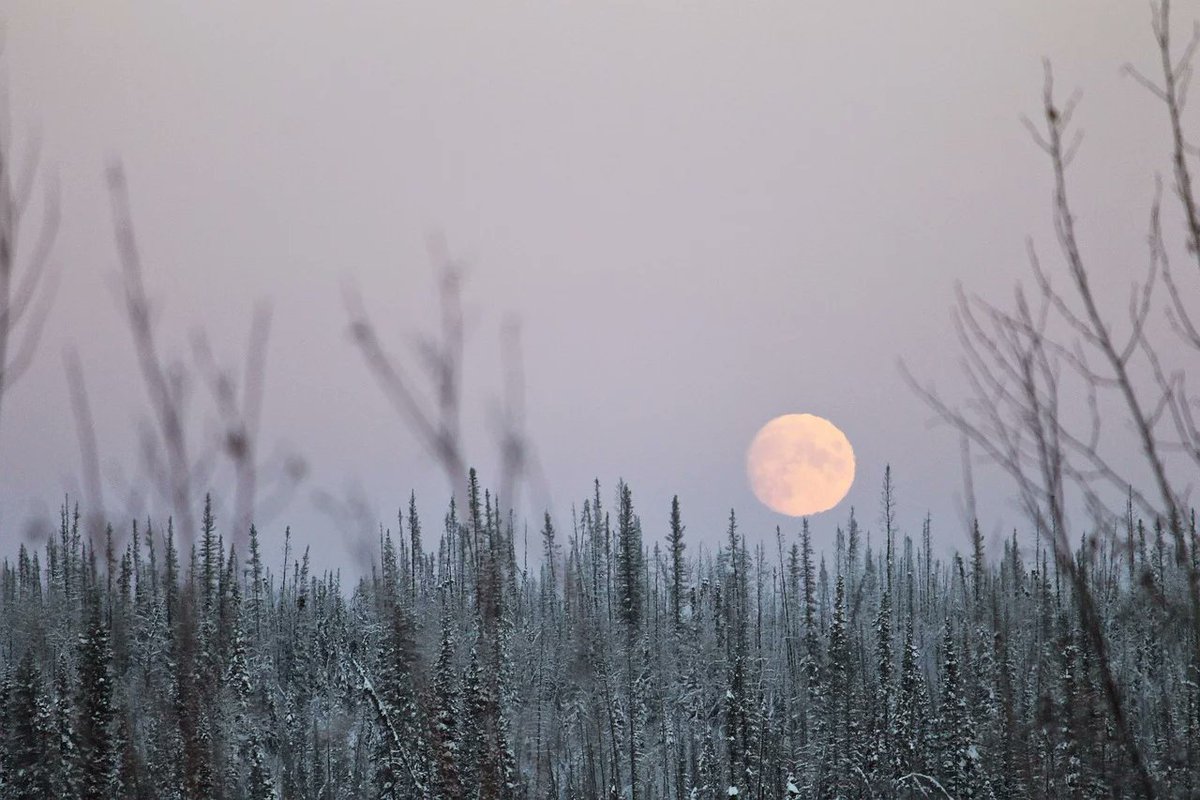 Tonight's #fullmoon is known as the Long Night Moon, or Cold Moon.

The Long Night Moon gets its name because it occurs near the #WinterSolstice, the longest night of the year.

#longnightmoon #coldmoon