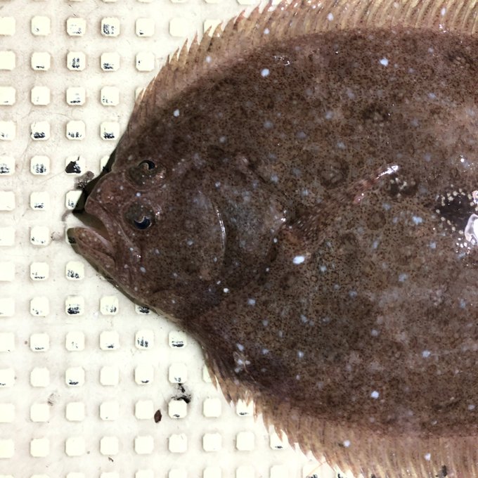 ガンゾウビラメの特徴 見分け方 写真から探せる魚図鑑