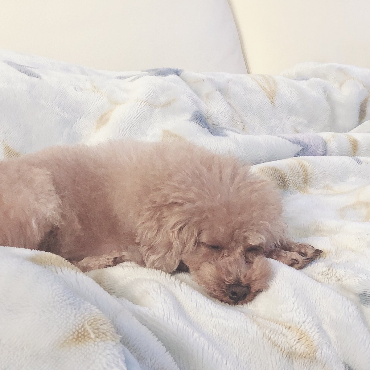 yunokelly's tweet image. 眠いよ。わたち…

 #FNS東方神起