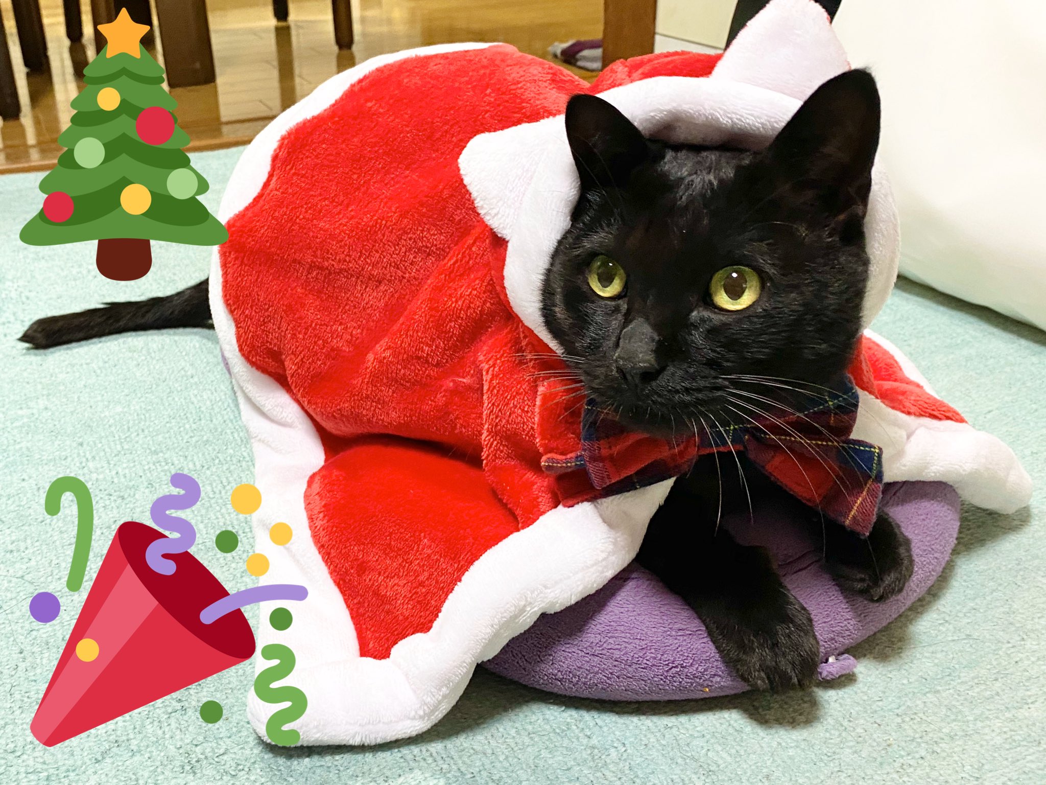 50 クリスマス 猫 壁紙 あなたのための何千もの最高のhd壁紙