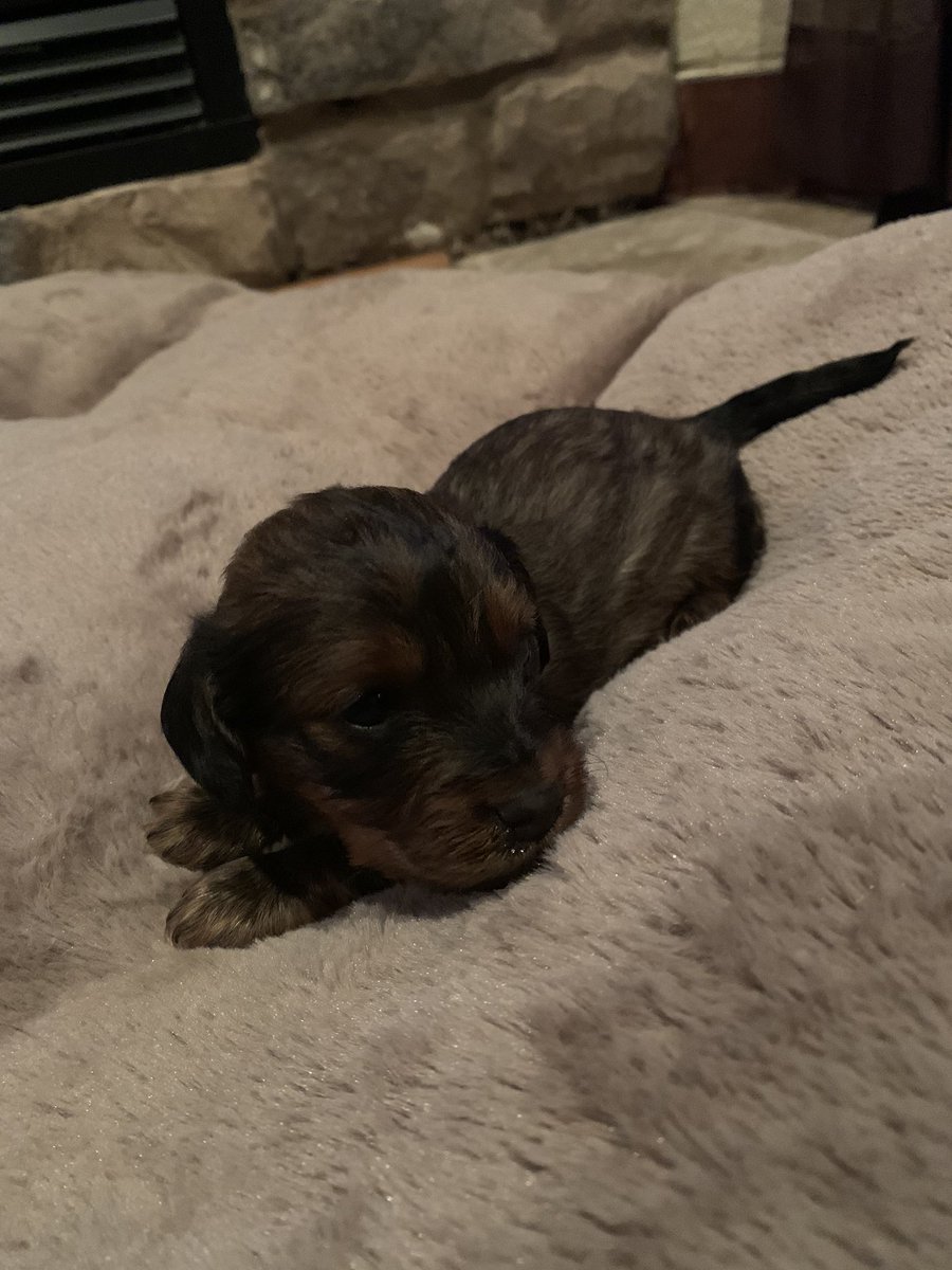 emmamaeclausen's tweet photo. I have 2 female mini longhair dachshunds for sale. They will be ready to go 1/15 with their first round of shots. One black and one brown. LMK if you are interested 🐶🐶🐶 https://t.co/IeH2hzQ8S6