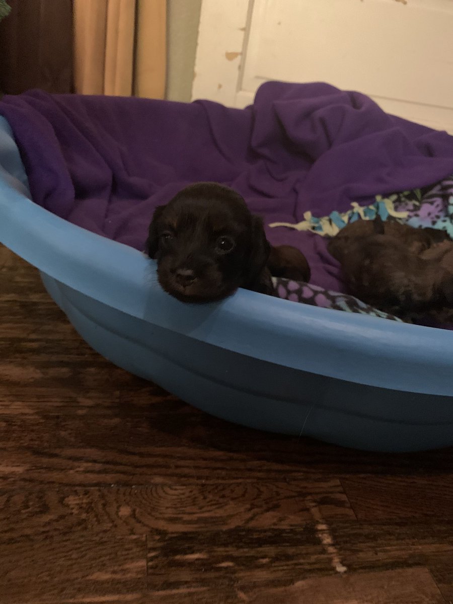 emmamaeclausen's tweet photo. I have 2 female mini longhair dachshunds for sale. They will be ready to go 1/15 with their first round of shots. One black and one brown. LMK if you are interested 🐶🐶🐶 https://t.co/IeH2hzQ8S6