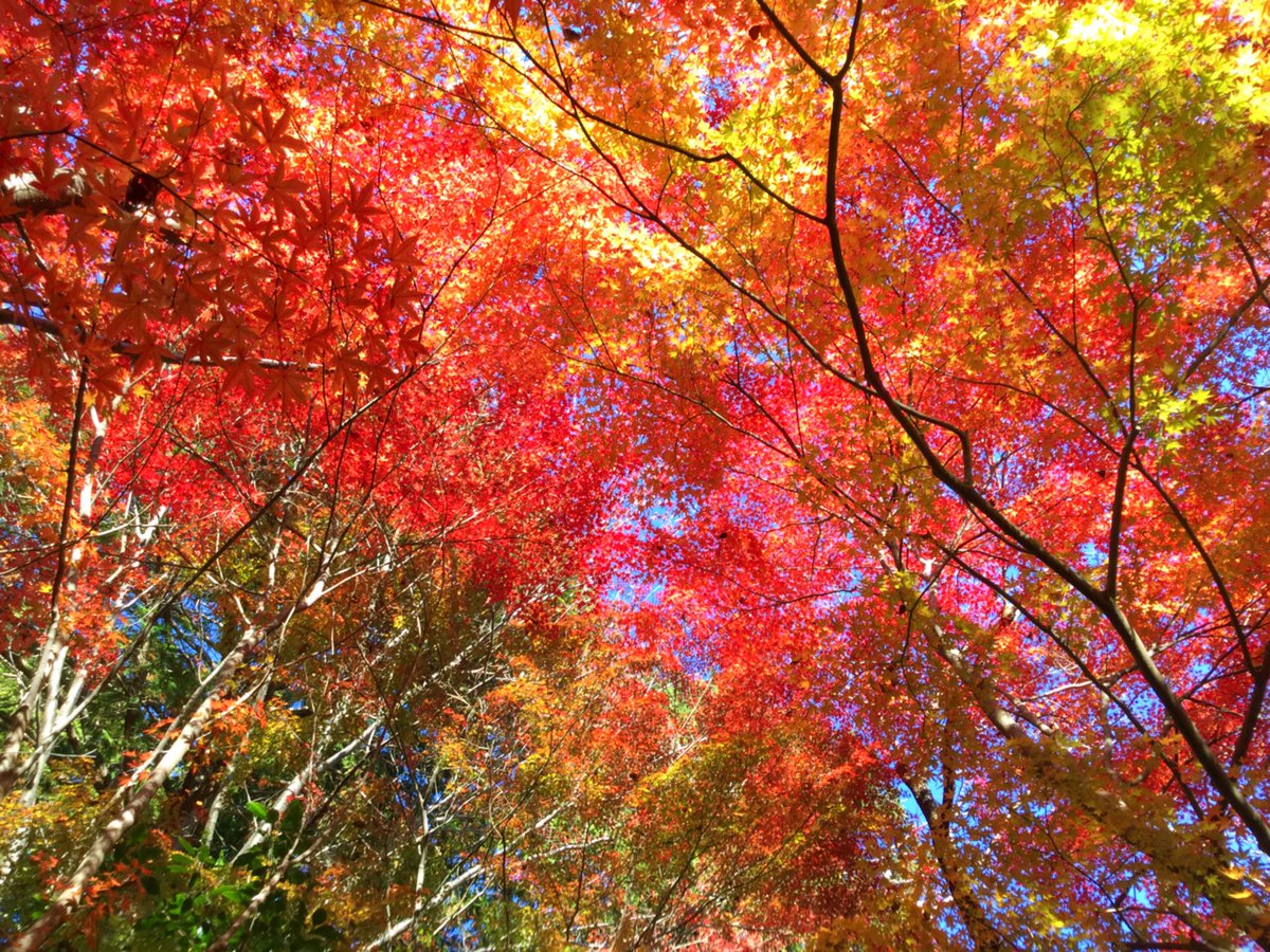 mokomokokazu's tweet photo. 久安寺　池田市
紅葉狩りに行って来ました。初めて行きましたが、思っていたよりすごくいい感じでした。紫陽花も有名だそうで、またその時期に訪れようと思ってます。
#久安寺　#久安寺紅葉　#池田市　#パワースポット　#神社仏閣　#紅葉　#仏閣巡り
#japan  #osaka #ikedacity #temple #japantemple https://t.co/O8wzKOhMNC