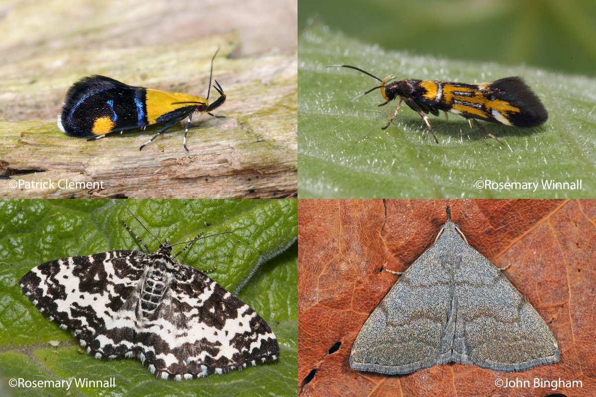 NatureBureau (@naturebureau) on Twitter photo 4 of the stunning & special moths featured in the forthcoming MOTHS OF THE WEST MIDLANDS (due Summer 2020) bit.ly/2P6SBOQ Top: Gold-base Tubic and Silver-streaked Tubic. Bottom: Argent & Sable and (the not common) Common Fan-foot. <a href="/Moth_Lady/">Zoe Randle</a> <a href="/savebutterflies/">Butterfly Conservation 🦋</a> <a href="/WorcsWT/">Worcs Wildlife Trust</a> 4 of the stunning & special moths featured in the forthcoming MOTHS OF THE WEST MIDLANDS (due Summer 2020) bit.ly/2P6SBOQ Top: Gold-base Tubic and Silver-streaked Tubic. Bottom: Argent & Sable and (the not common) Common Fan-foot. <a href="/Moth_Lady/">Zoe Randle</a> <a href="/savebutterflies/">Butterfly Conservation 🦋</a> <a href="/WorcsWT/">Worcs Wildlife Trust</a>