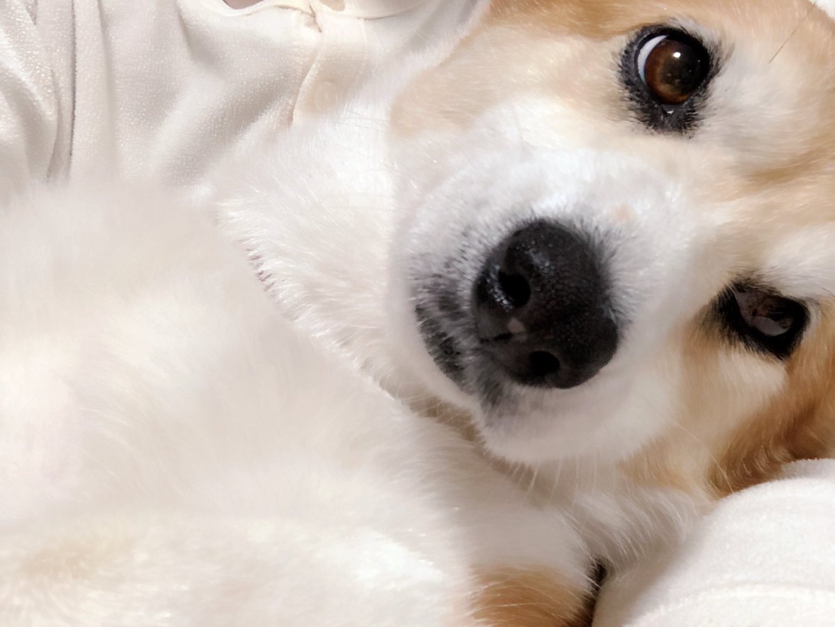 yukabooo88's tweet image. ｲｯﾇも全裸待機！！！
 #FNS歌謡祭 #FNS歌謡祭東方神起楽しみ