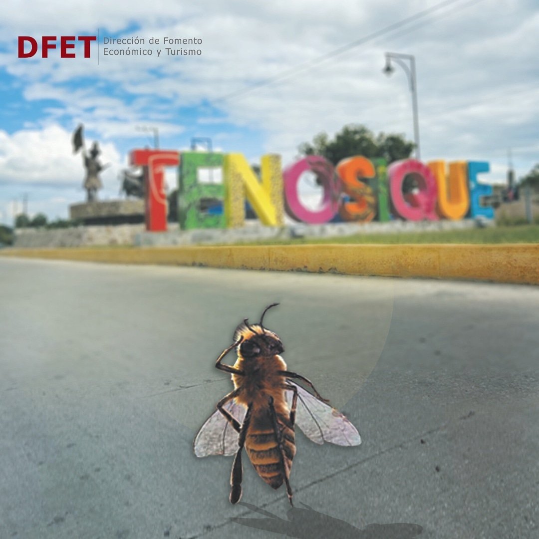 FTenosique's tweet photo. Estamos a pocos días de disfrutar el segundo festival internacional de la miel 2019, los días 14, 15 y 16 de diciembre en el centro de convenciones.

Conoce las bondades de la miel y disfruta de su sabor.

#TenosiqueEsCultura
#ConoceTenosique
#FestivalInternacionalDeLaMiel https://t.co/Lm2gE2WBWY