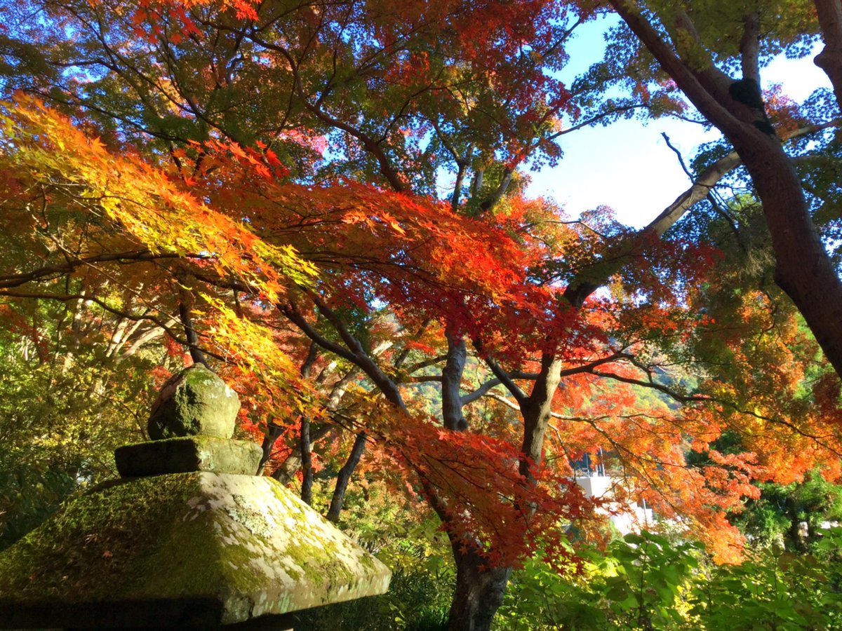 mokomokokazu's tweet photo. 久安寺　池田市
紅葉狩りに行って来ました。初めて行きましたが、思っていたよりすごくいい感じでした。紫陽花も有名だそうで、またその時期に訪れようと思ってます。
#久安寺　#久安寺紅葉　#池田市　#パワースポット　#神社仏閣　#紅葉　#仏閣巡り
#japan  #osaka #ikedacity #temple #japantemple https://t.co/KFQ5fg8R0G