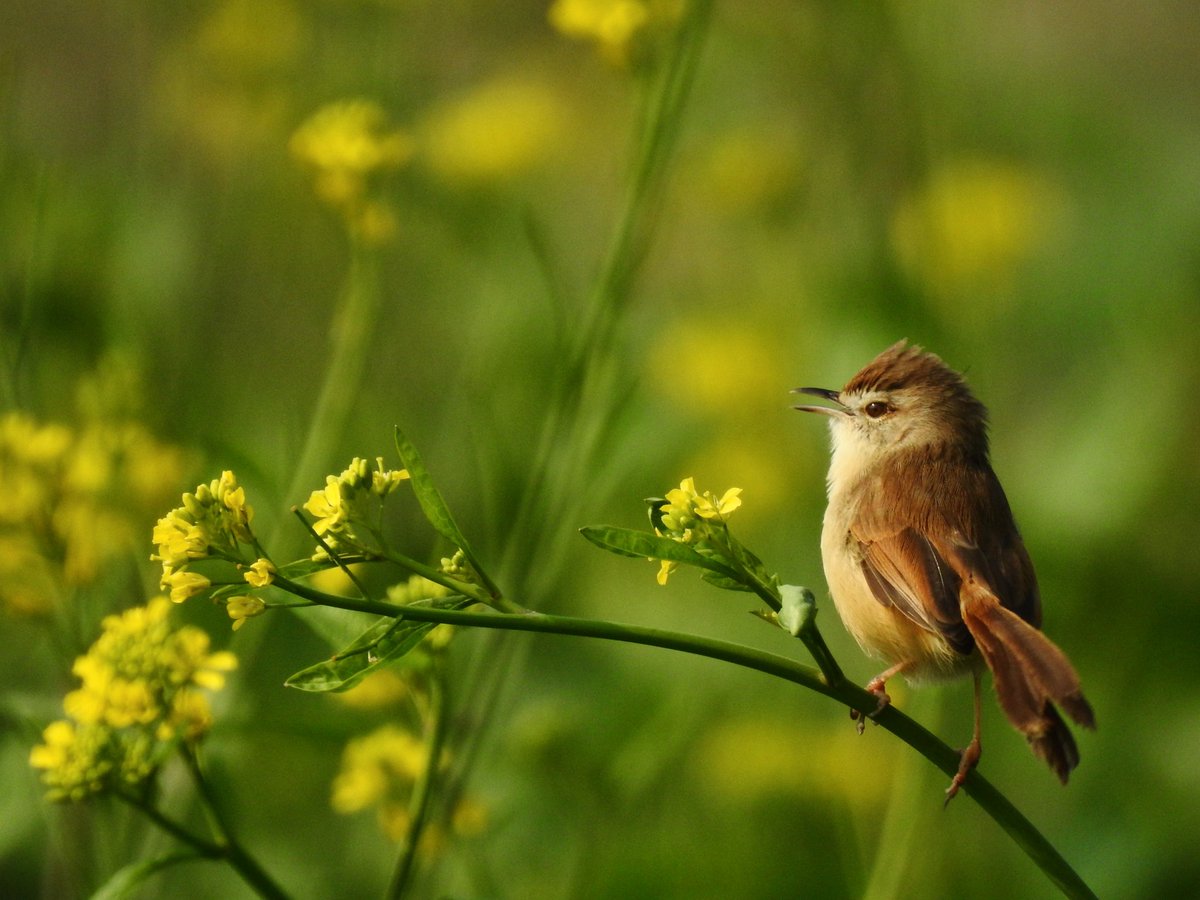 Plain Prinia #nikonP900 #Nikon #nikonphotography #wildearth #wildlife #wildlifephotography #earthcapture #bbcearth #natgeoindia #birdphotography #birds #birdsofindia@BBCEarth @SonyBBCEarth @natgeowild @NatGeoMag @NatGeo @NatGeoIndia @NatGeoPhotos @NatGeoChannel @NikonIndia