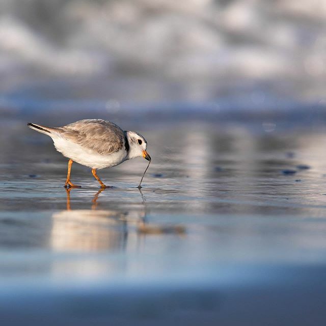 Plover Gone Wormin’ 🐛 ↓#earthcapture #bbcearth #CanonFavPic #mycanonstory #natgeoyourshot #shorebirds #pipingplover #plover #nuts_about_birds #your_best_birds #kings_birds #pocket_birds #eye_spy_birds #birdpoty #audubonsociety #best_birds_of_ig #n… https://ift.tt/36mfvsL