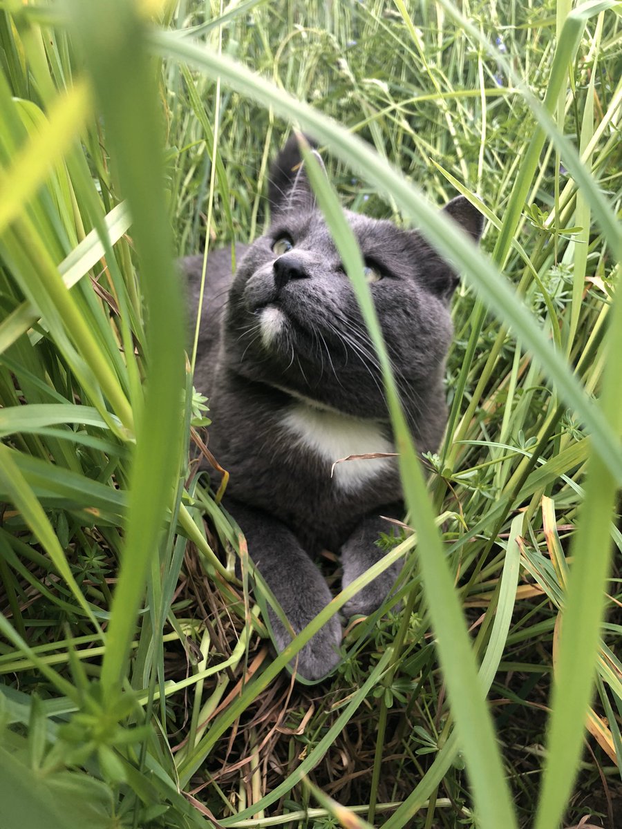 louschenkerphil's tweet photo. I’m back with pictures of my cat bc I love him very much 💜 #Rudy https://t.co/pJLXltKvYy