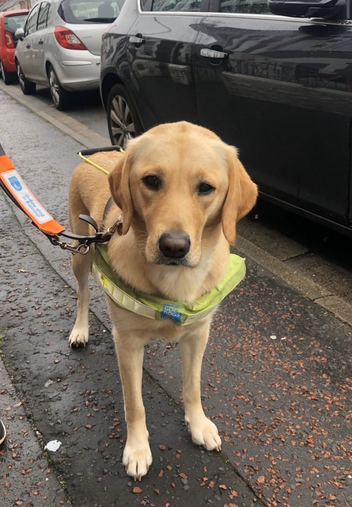 Today Nancy qualified as a Guide Dog! 🎉🦮
It made the
* 1,500 miles of school runs
* Extra 80 mins weekday driving 
* 3,000 volunteering hrs
* Countless hrs looking for big busies in the park
* Hoovering enough hair to stock a jumper shop ALL worth it
<a href="/guidedogs/">Guide Dogs</a> #GuideDogsCymru