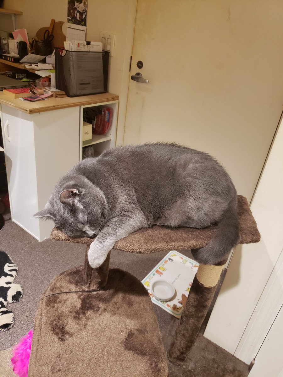 MightyToad's tweet image. My assistant supervises too