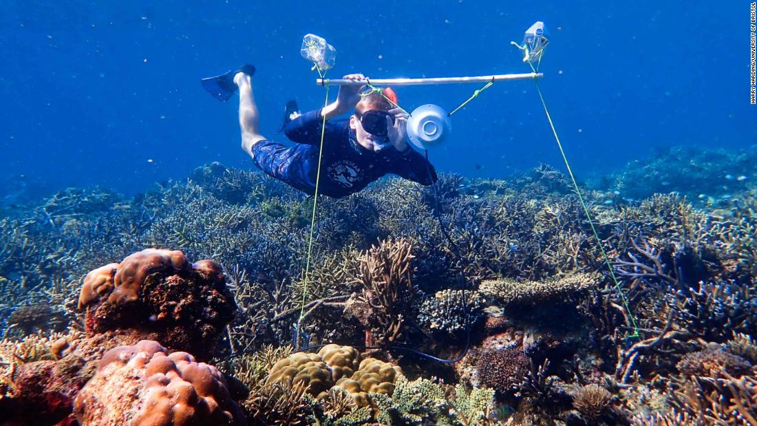 PB__Community's tweet image. Could placing loud speakers on dead coral reefs really restore it to its previous glory?
ow.ly/mGGZ50xqPIf