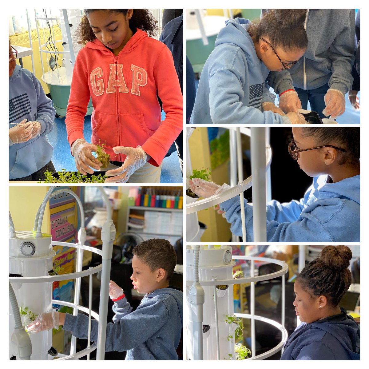 The NSLA aeroponic gardens are up!  Scholars learn by seeing their efforts grow!  <a href="/greenBXmachine/">Green Bronx Machine</a> <a href="/CSD10Bronx/">CSD10</a>
