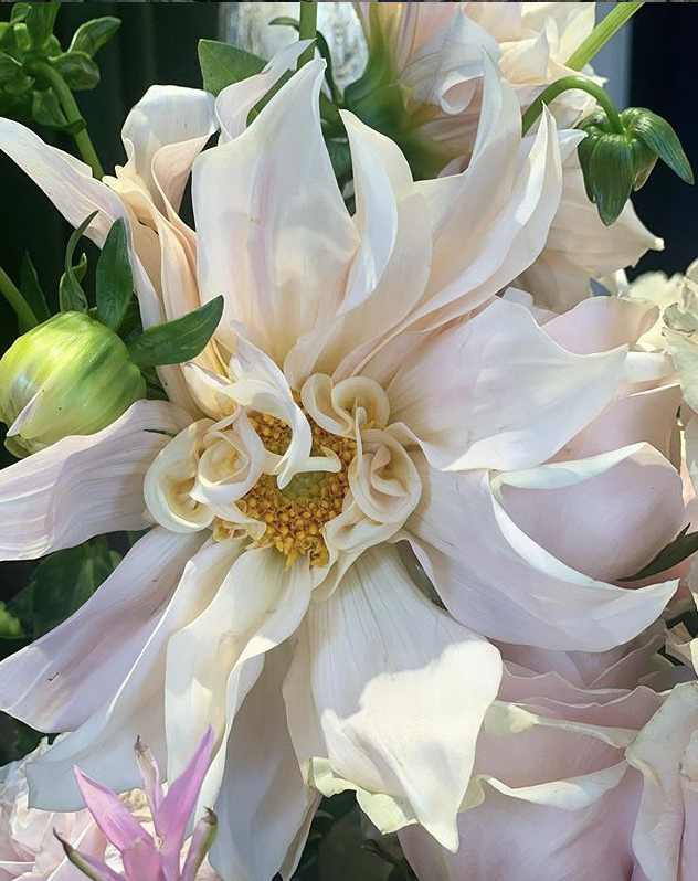 tkpleslie's tweet image. I took this picture, #KBTribeChat friends, but could easily see it transferred to wallpaper to take advantage of the market for overscaled florals, what do you think? 

#anyonecandothis
#designwealth