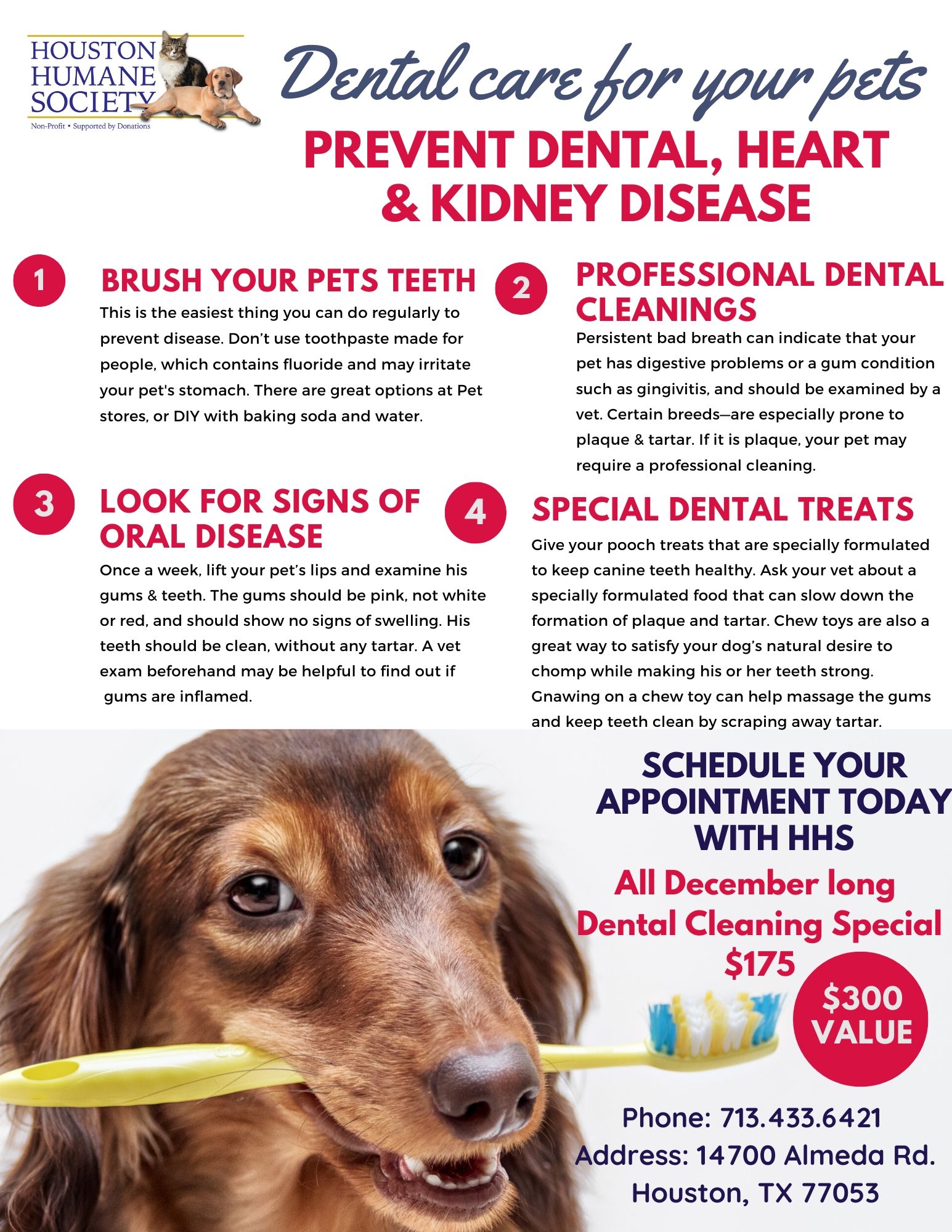How Do You Prevent Kidney Failure In Dogs