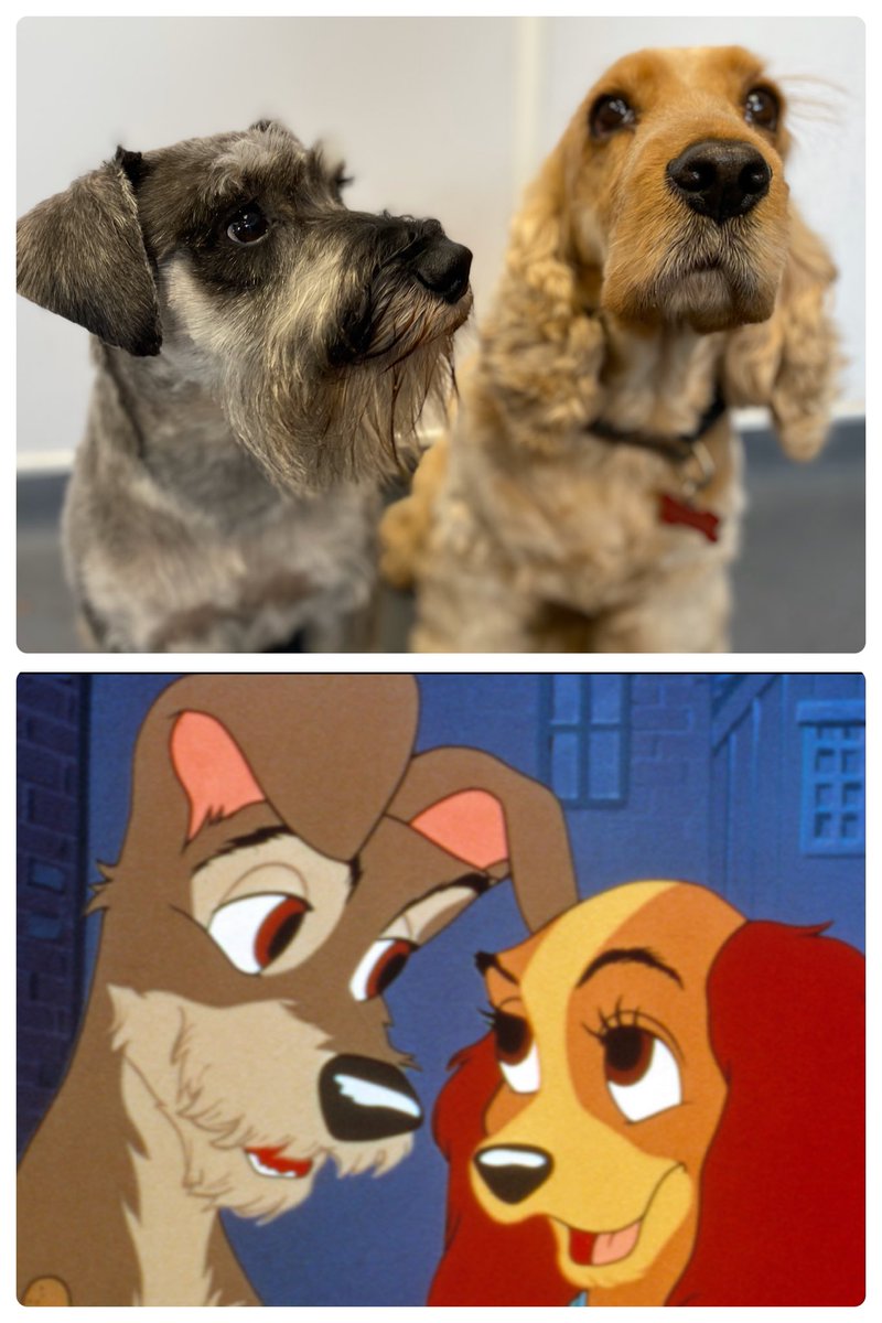 Had lady and the tramp in W2ROat today 😍👏👏