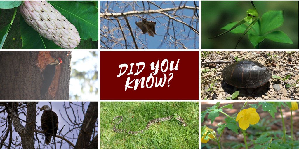 catfishcreekca's tweet photo. #DYK The CCCA is located in the #CarolinianLifeZone? It is home to more than 1/3 of Canada's rare and endangered species. An estimated 2,2000 plant species, 400 bird species, and even a couple mammals (Flying Squirrel!) are found in areas like #SpringwaterCA! #WildlifeWednesdays https://t.co/GfRe6EEtph