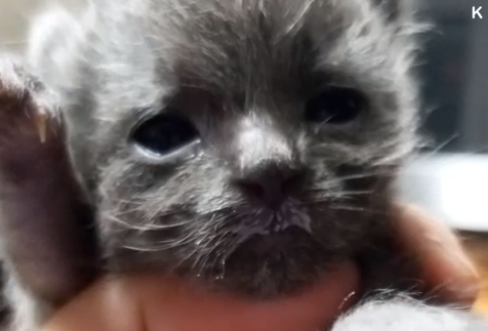 EsKosmoo's tweet photo. Ellen y sus queridos gatitos 🐈😻
Puedes ver el video Aqui👉 https://t.co/7CCUyXJlP1

#Kosmoo #KosmooES #AnimalLovers #Animals #Cats #AnimalRescue #Mexico #Colombia #Chile #Argentina #España #dogsofinstagram  #CatsMovie #catsofinstagram https://t.co/svbd9xJk1Y