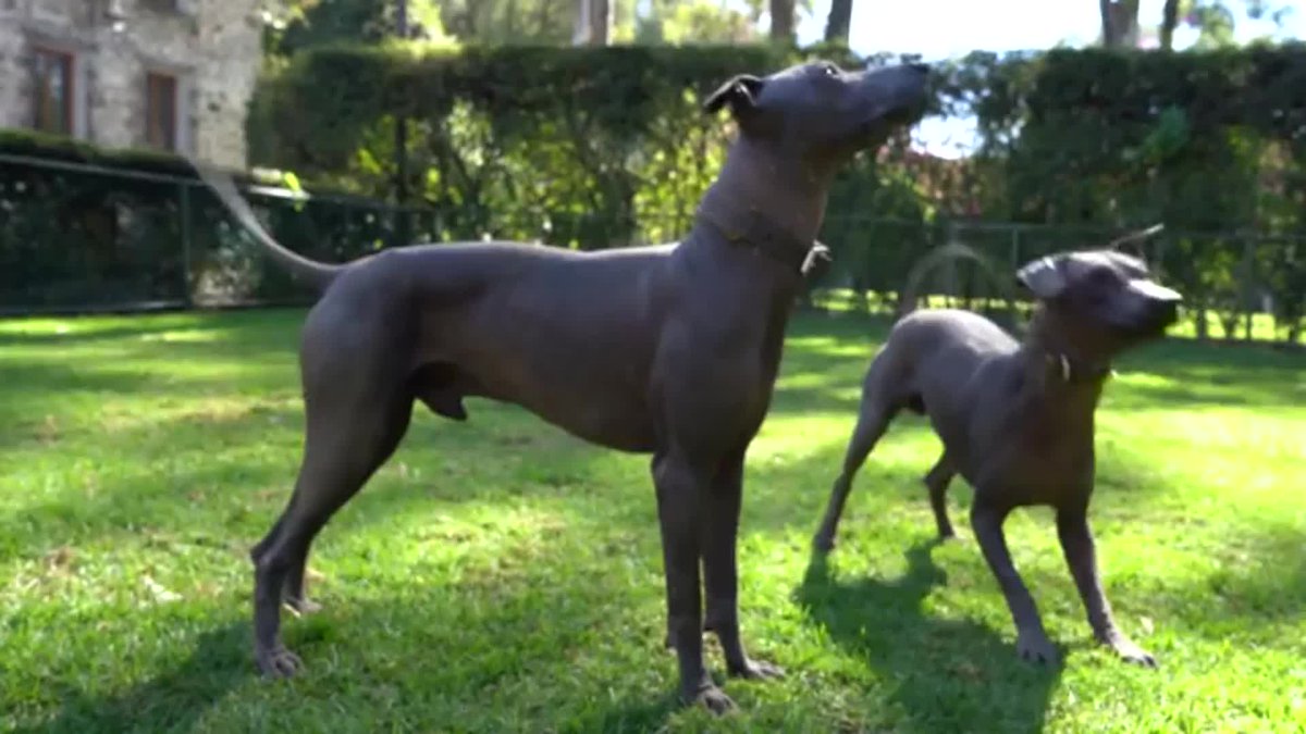 nacion's tweet photo. Perros xoloitzcuintles, adorados por los aztecas, renacen en México en la era hipster
 
https://t.co/jeKjaPFQvI https://t.co/aljUMoQJTI