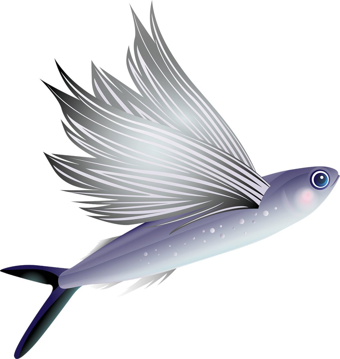 ScotSciEd's tweet image. Can flying fish (Cypselurus heterurus) see under and over the ocean? How can fish living in the depths see what lies ahead? This blog post on fish vision gives an interesting primer on visual system adaptations in Nature!
#fishvison #visualsystem #peepshow
buff.ly/2P8Whky