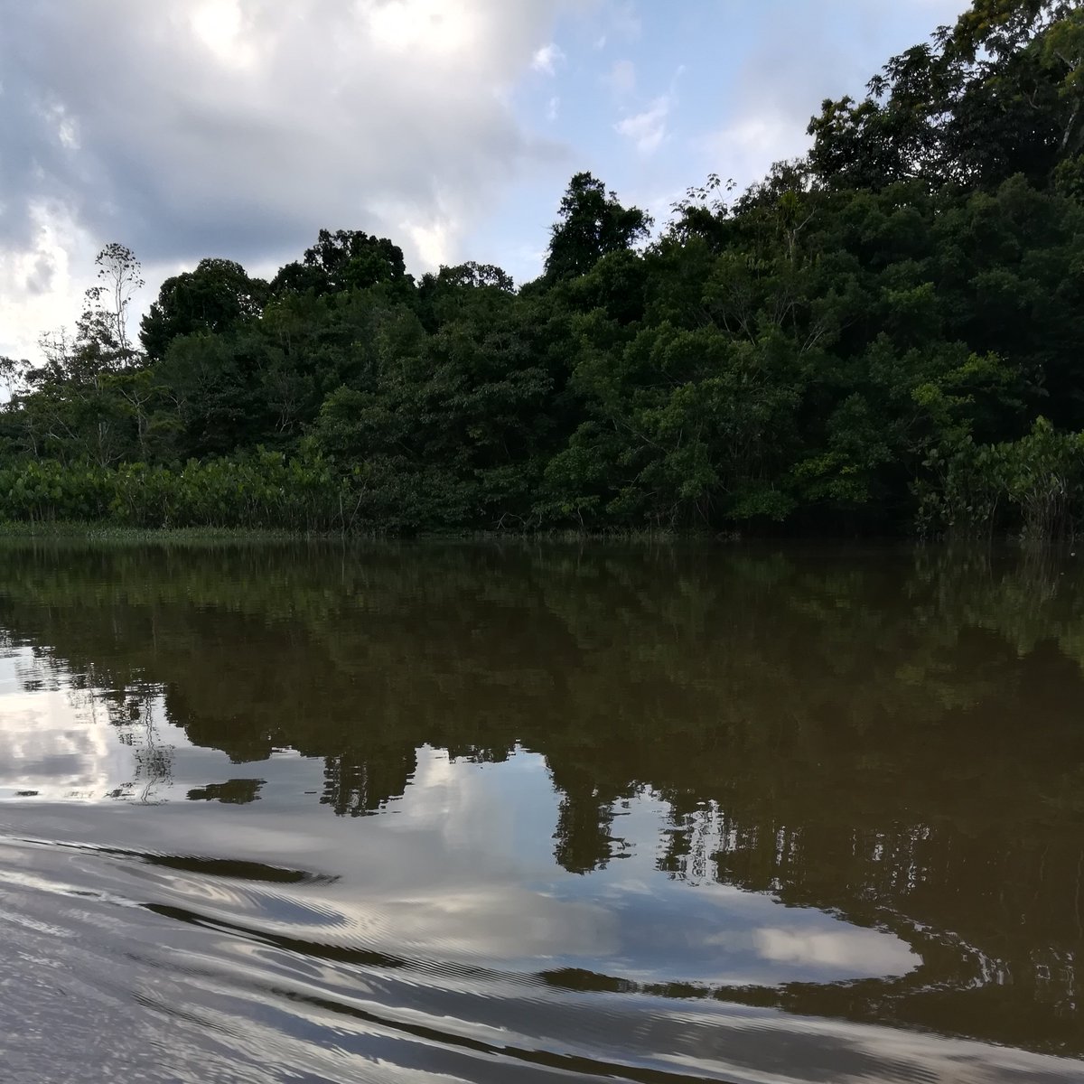 sanilodge's tweet photo. Experience in the #rainforest #SouthAmerica #EcuadorAbiertoAlMundo https://t.co/QNNf2PVNmj