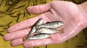 aquapulsewater's tweet image. Great news today in that Trafalgar Fisheries evaluating #Aquapulse have reported a weight benefit of some 18% across the first batch of 1 million eggs. #Natural, #nonchemical, #sustainable #fishfarming