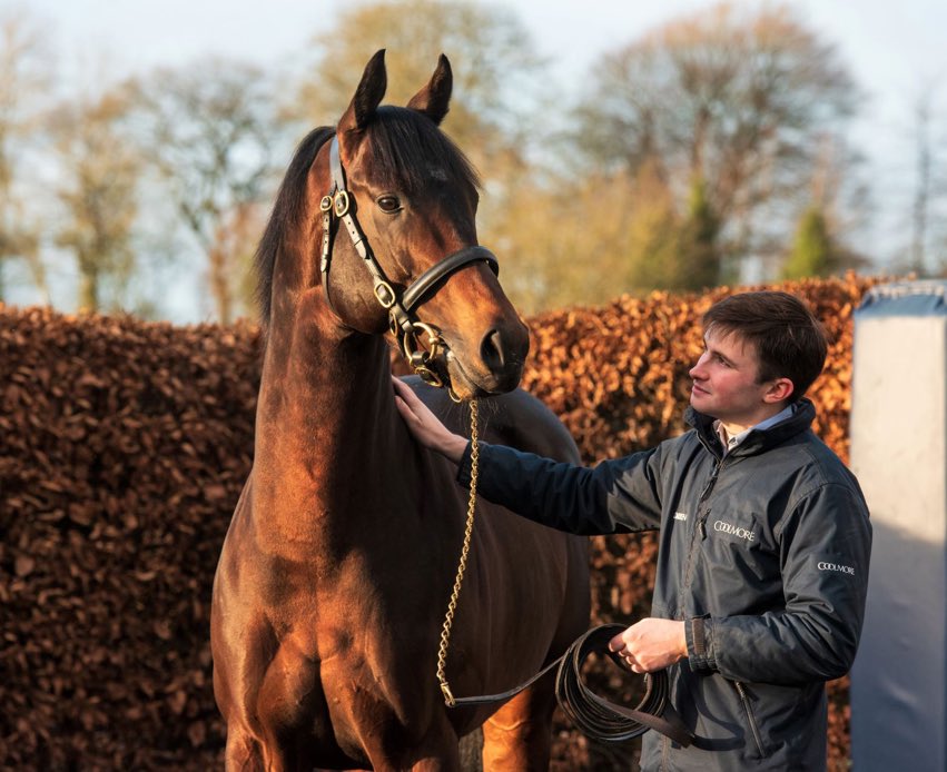 Chilli_Filly's tweet photo. Ten Sovereigns arriving at Coolmore Stud. https://t.co/ZgzCx8Pj4h