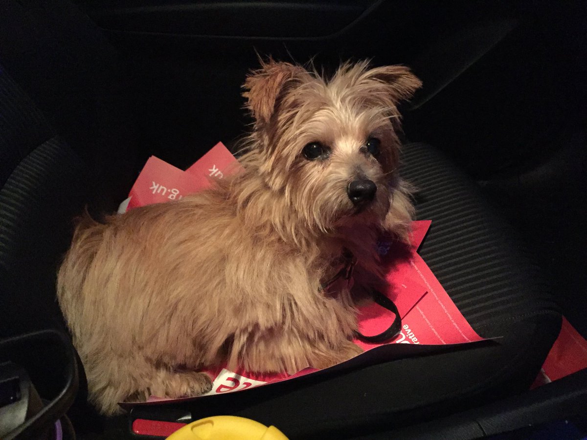 SusanDungworth's tweet photo. Third session of the day and one tired Ruffles. #Susan4BlythValley #RealChange #VoteLabourOnThursday #DogsForDungworth #LabourPets 🌹💜🐝 https://t.co/IPfbvfiAgL
