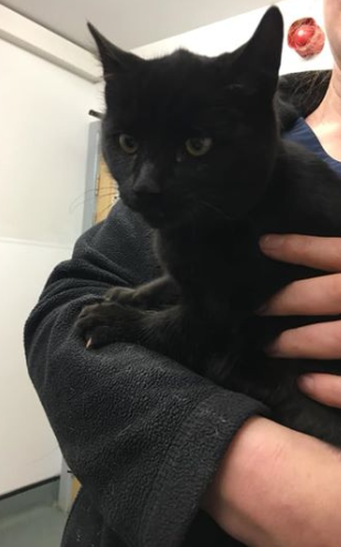 BBCRadioManc's tweet image. The hunt's on for the owners of this little moggie who travelled 80 miles from Manchester to Cumbria in the wheel arch of a car and was handed into Oakhill Veterinary Group in Windermere,  who're are trying to find out who the 5 month old kitten belongs to.