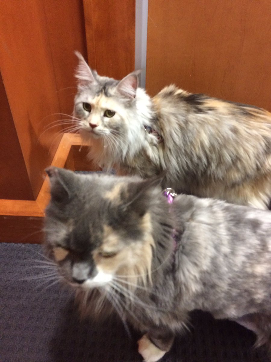 Come to HSL 527 to see cutie therapy cats Cadi and Vivo <a href="/hslunc/">HSL at UNC-CH</a> ! <a href="/UNCSON/">UNC School of Nursing</a> <a href="/UNC_SOM/">UNC School of Medicine</a> @UNC_AHS <a href="/UNCDentistry/">UNC-CH Adams School Of Dentistry</a> <a href="/UNCPharmacy/">UNC Pharmacy</a> <a href="/UNCpublichealth/">UNC Public Health</a> <a href="/UNCHealthyHeels/">UNC Healthy Heels</a>