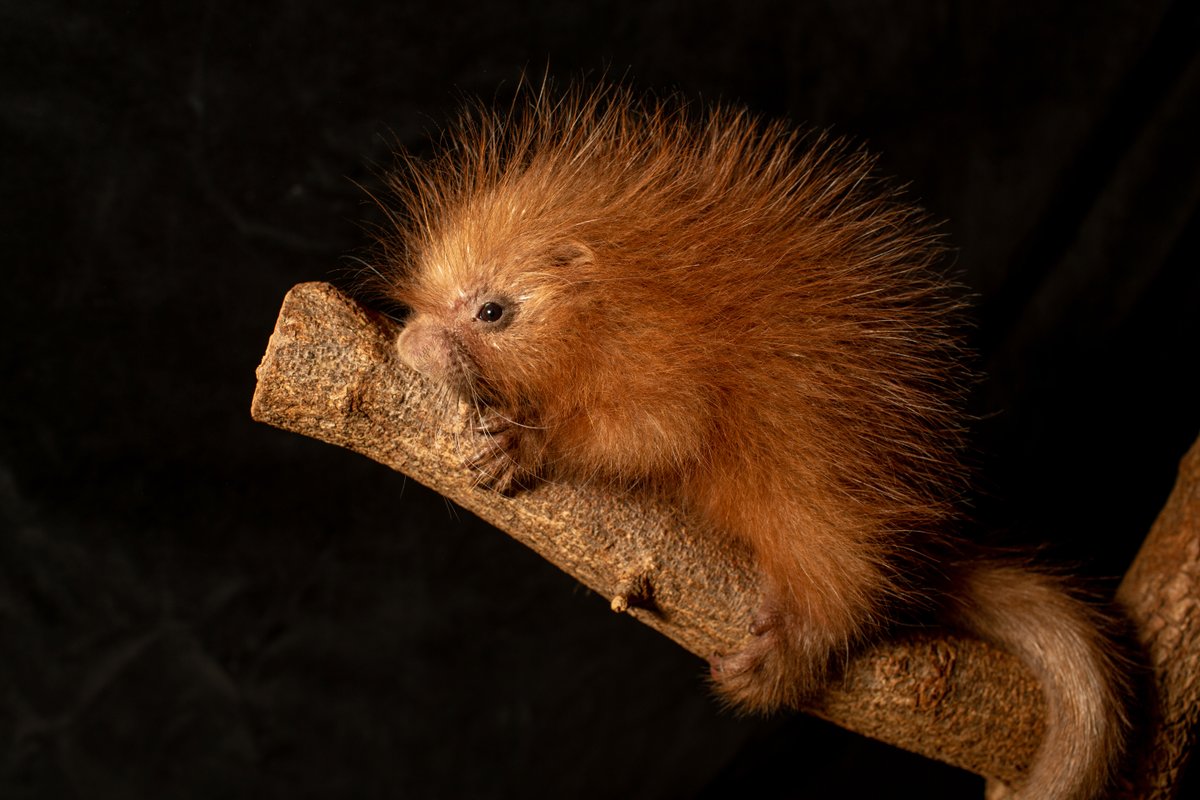 Smithsonian (@smithsonian) on Twitter photo The name for a baby porcupine is a PORCUPETTE. And we have a new one at <a href="/NationalZoo/">National Zoo</a> who needs a name of his own! We are asking for your help to pick a name for our prehensile-tailed porcupine born in November. ⤵️⤵️⤵️ The name for a baby porcupine is a PORCUPETTE. And we have a new one at <a href="/NationalZoo/">National Zoo</a> who needs a name of his own! We are asking for your help to pick a name for our prehensile-tailed porcupine born in November. ⤵️⤵️⤵️
