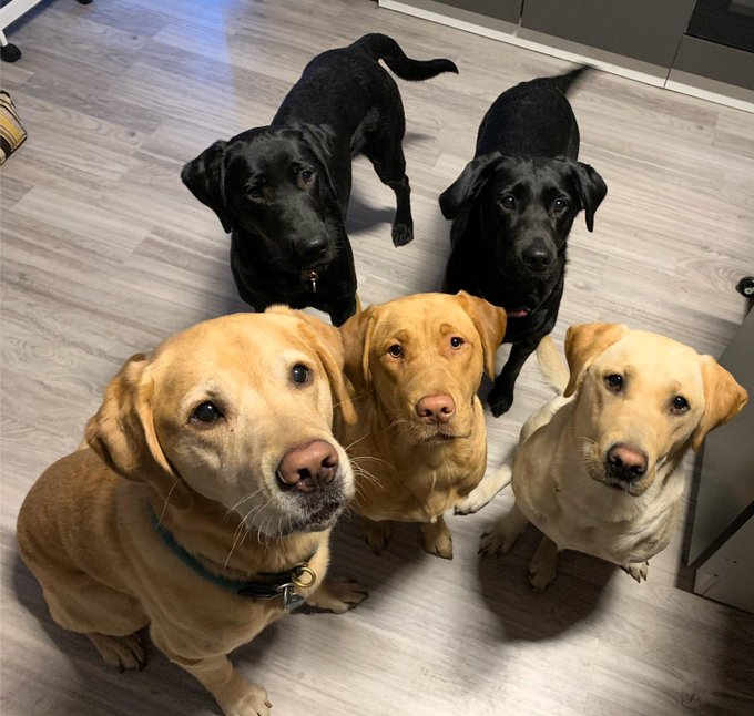 Haha meine s&uuml;&szlig;e Rasselbande....keine sorge, ich hab nur 3 :D  | #Twitch #gamergirl #girl #blond #teen<a href="/tag/dog"class="tags"><span>#dog</span></a><a href="/tag/girl"class="tags"><span>#girl</span></a><a href="/tag/blond"class="tags"><span>#blond</span></a><a href="/tag/live"class="tags"><span>#live</span></a><a href="/tag/teen"class="tags"><span>#teen</span></a><a href="/tag/games"class="tags"><span>#games</span></a><a href="/tag/dogs"class="tags"><span>#dogs</span></a><a href="/tag/game"class="tags"><span>#game</span></a>