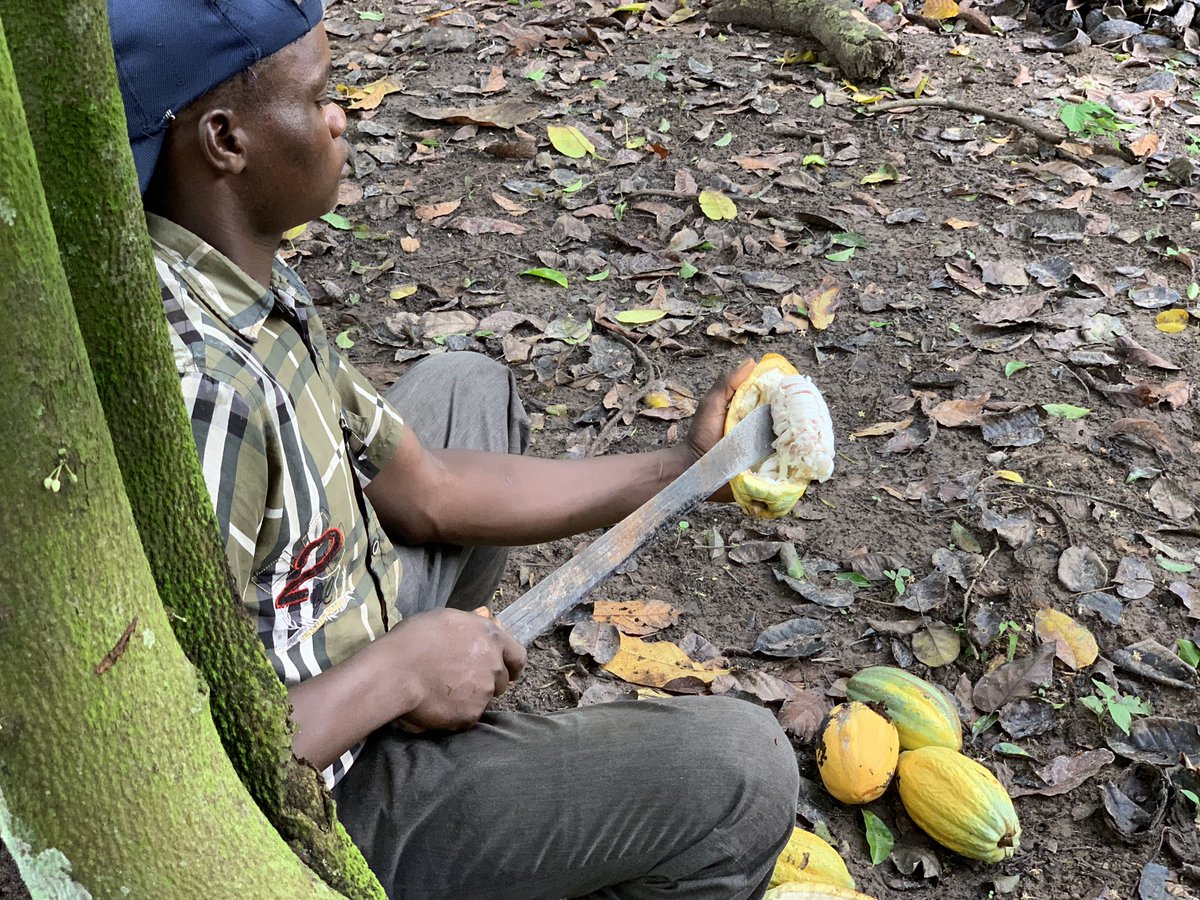 AngeAboa's tweet photo. #croplimitation @conseilkfekko cocoa farmers denounce @ghcocobod a #lack of #diversification #policy that could @Presidenceci have been an #alternative to limiting @WorldCocoa cocoa plantations @WorldBankAfrica #cocoalover #cocoarevolution #reuters https://t.co/4RVieOvkXA