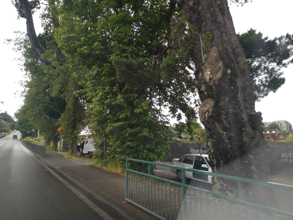 marceloptovaras's tweet photo. Robustos , longevos y maravillosos  árboles, ubicados a un costado de La Capitanía de Puerto  de #PuertoVaras 
Están llenos de vida y entregan resguardo a aves de la zona .
No se les vaya a ocurrir , cortarlos !!!
@KKosiel @MmaLagos https://t.co/E4vcSzBqwj