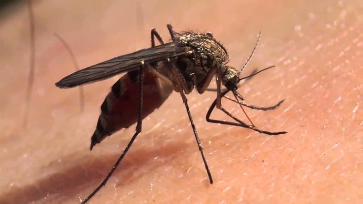 lanoticiasv's tweet photo. #LoReciente Descubren forma de identificar infestaciones de mosquito transmisor del dengue
Lea más: https://t.co/aMWHvtjeTv https://t.co/5IILAJqBI6