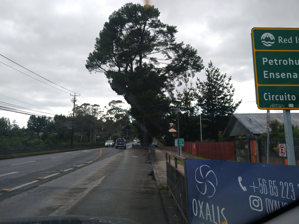 marceloptovaras's tweet photo. Robustos , longevos y maravillosos  árboles, ubicados a un costado de La Capitanía de Puerto  de #PuertoVaras 
Están llenos de vida y entregan resguardo a aves de la zona .
No se les vaya a ocurrir , cortarlos !!!
@KKosiel @MmaLagos https://t.co/E4vcSzBqwj