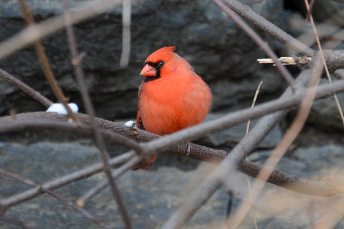 A bright red male cardinal looks to his left while perched on a branch amidst some rocks.