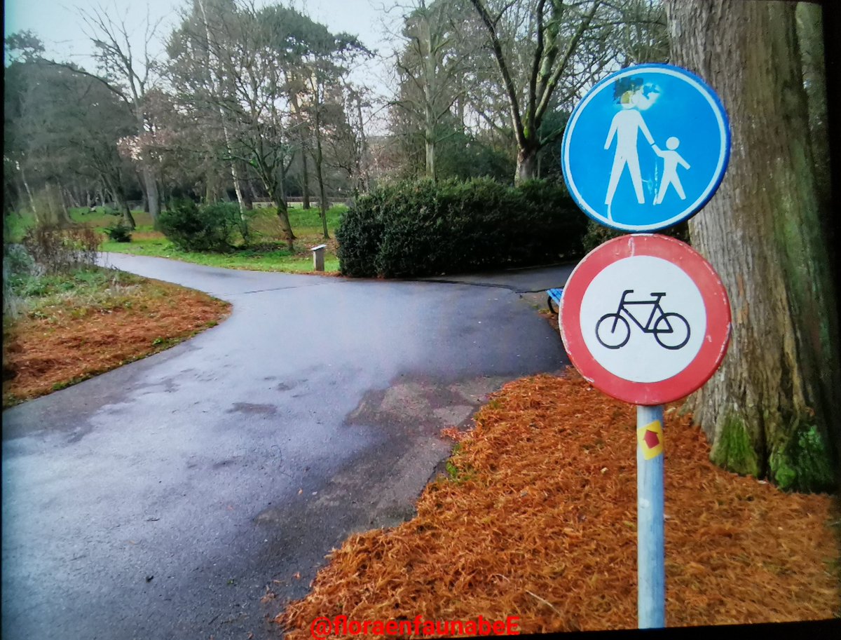 floraenfaunabeE's tweet photo. Na aanleiding van veel #klachten vanuit publiek en de sportcampus hebben we gisteren en vandaag een #snorfiets/#bromfiets actie in het #Zuiderpark gehouden en #fietsactie in het Landengebied (Zuiderpark) hierbij totaal 20 #pv opgemaakt en 1 aanhouding.#voorkomboete https://t.co/ZLOWYCGe90