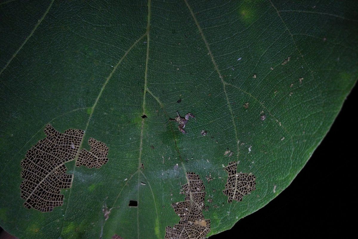 curiocritters's tweet photo. Here's a simple, #unedited shot of a female #Brettus cingulatus to showcase why some #jumpingspiders are difficult to locate in the field; they're tiny, and may resemble debris.
This female was spotted on a #teak #tree #leaf.
Enjoy!๐
#arachnology #spiderresearch #fieldwork https://t.co/iCzwLrnSh2