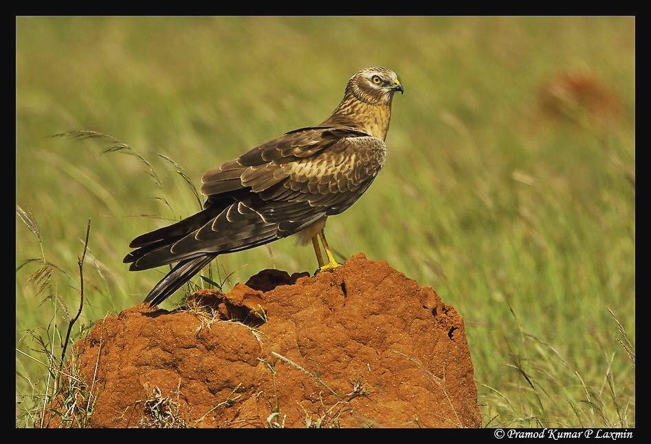 Montague's Harrier@CamazonIndia @birdcountindia @Wildphoto4all @BBCEarth @WildlifeMag @SanctuaryAsia #EarthCapture #BBCWildlifePOTD @CornellBirds @JustGreatPhotos @birdsofindia @wildbirdtrust @Avibase @Bird__World @conserve_ind @BirdWatchingMag @BirdLife_News #tryCamazonRentals