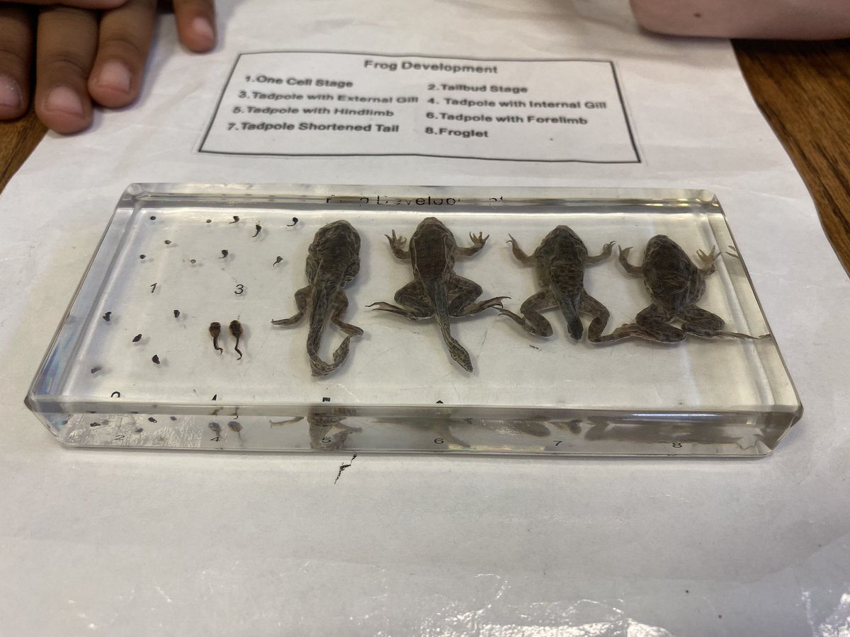 Tech_Smith1's tweet photo. Students have been investigating how frogs develop into adults. With our display of actual frogs we are able to see these real life changes through every stage of development. Students have also been using our digital microscopes to look at the details of each stage! https://t.co/ySYjbxjSld