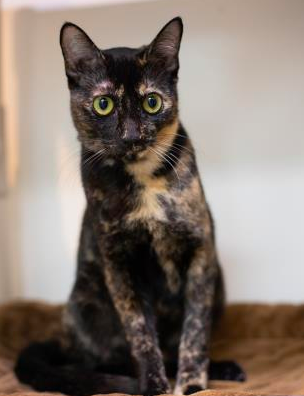 Pets of Palm Coast flaglerschoolsobserver.wordpress.com/2019/12/11/pet…