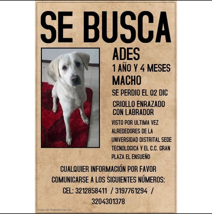 SandraC18011's tweet photo. Por favor compartir
#ayudanosaencontrarlo😢
#animalesperdidos
@AnimalesBOG @AnimaPerdidoBog https://t.co/SICJkURTSe